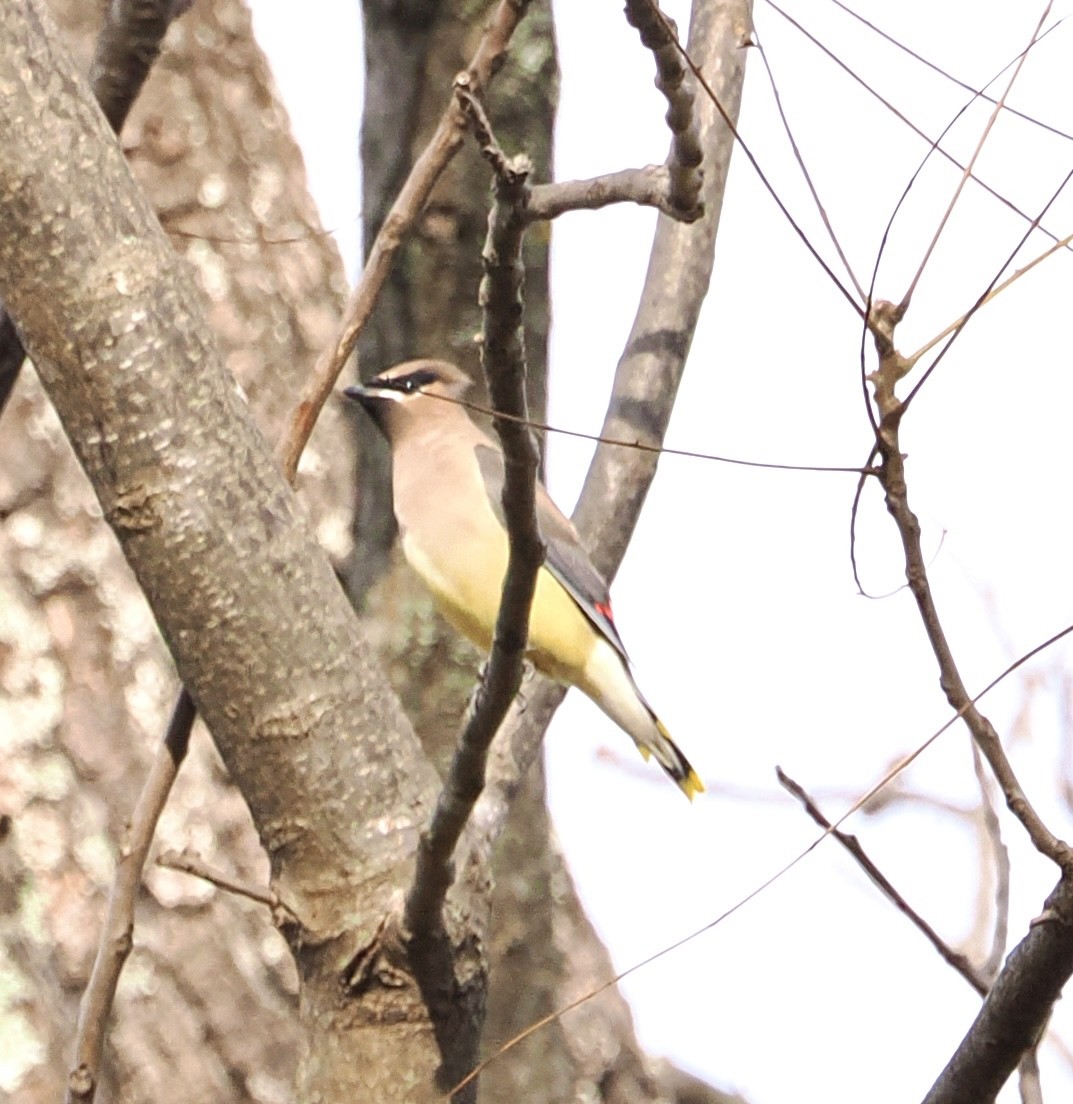 Jaseur d'Amérique - ML644877867