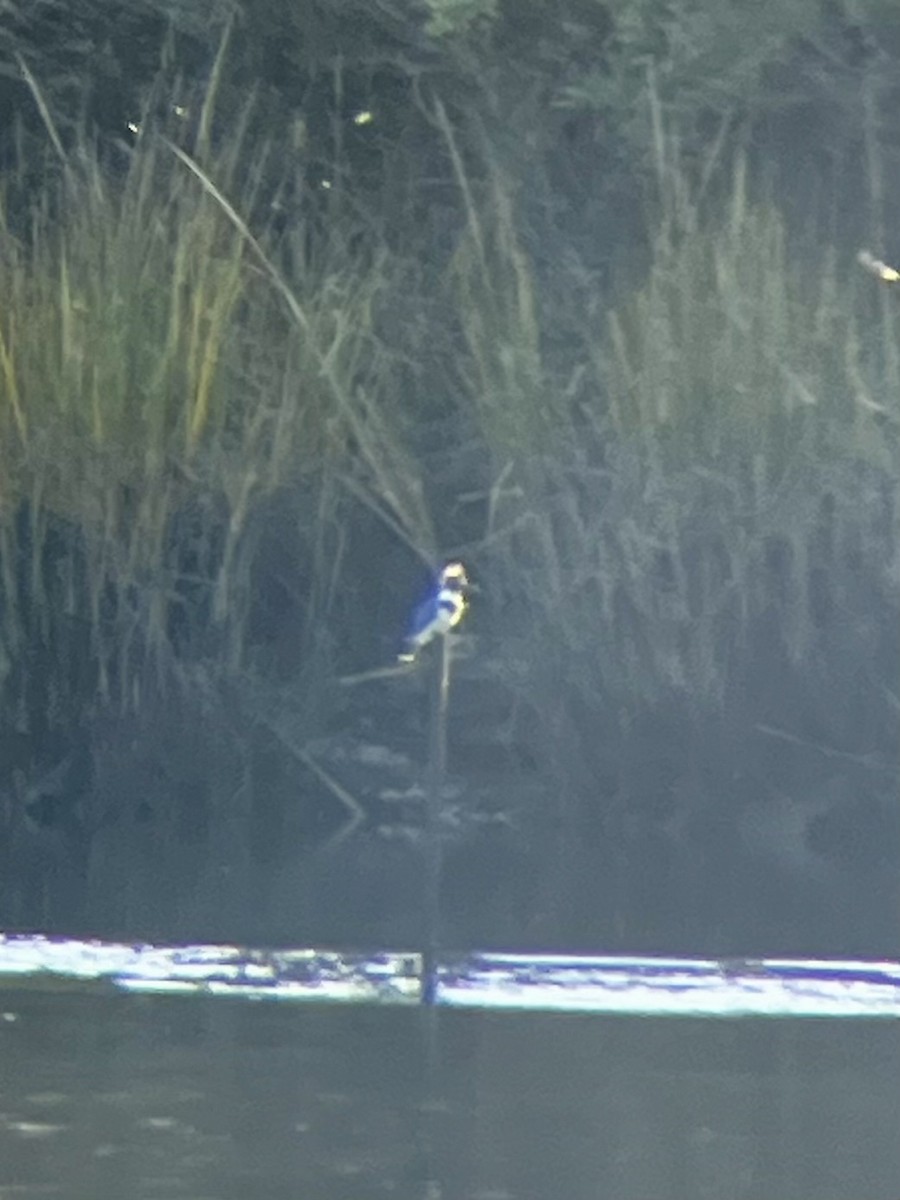 Belted Kingfisher - ML644877871