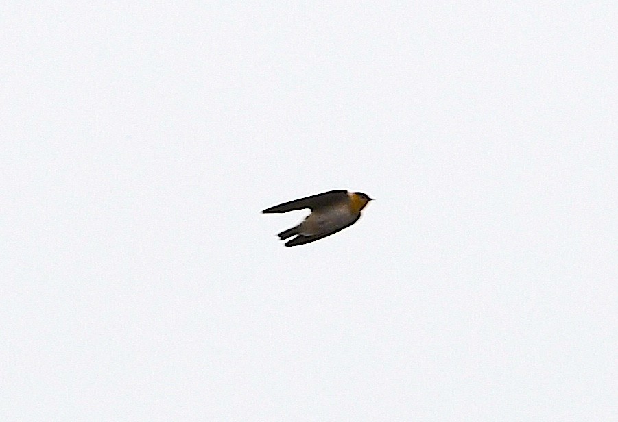 Cave Swallow - ML644877875