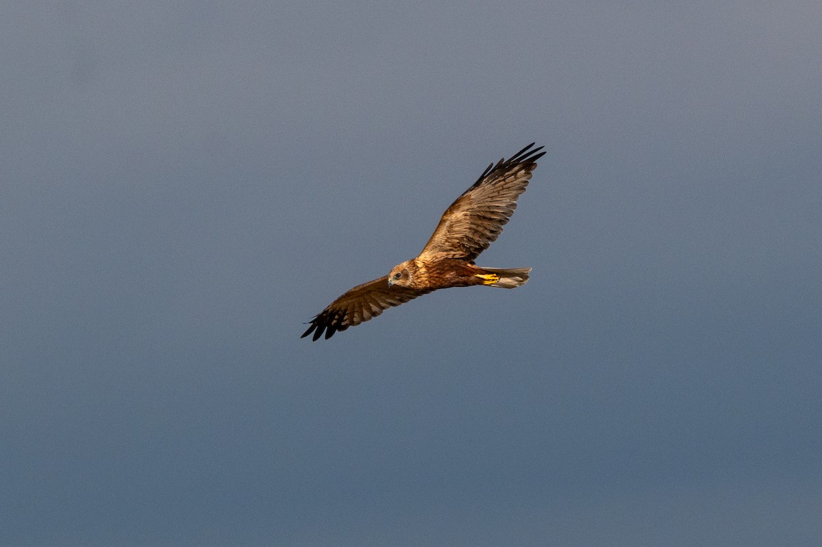 Western Marsh Harrier - ML644877882