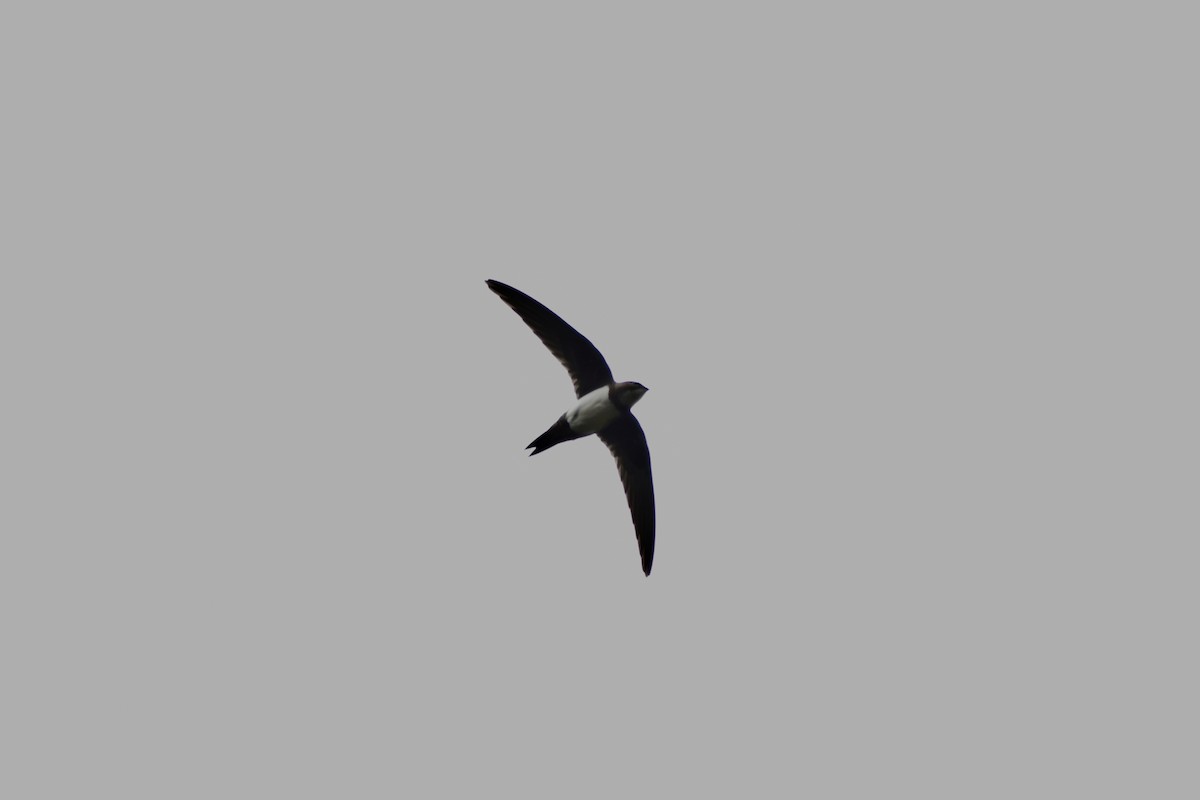 Alpine Swift - ML644877885
