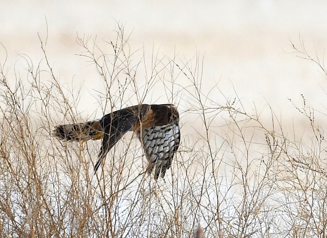 moták severoamerický - ML644877886