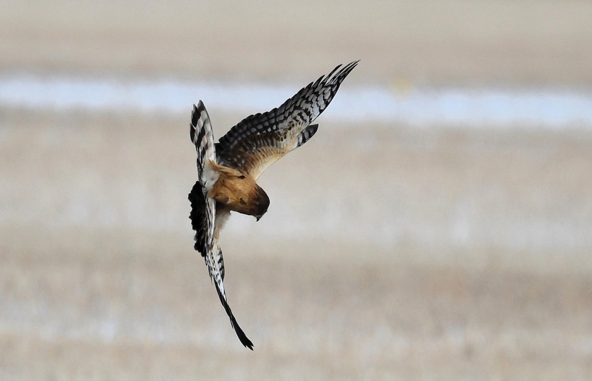 moták severoamerický - ML644877887