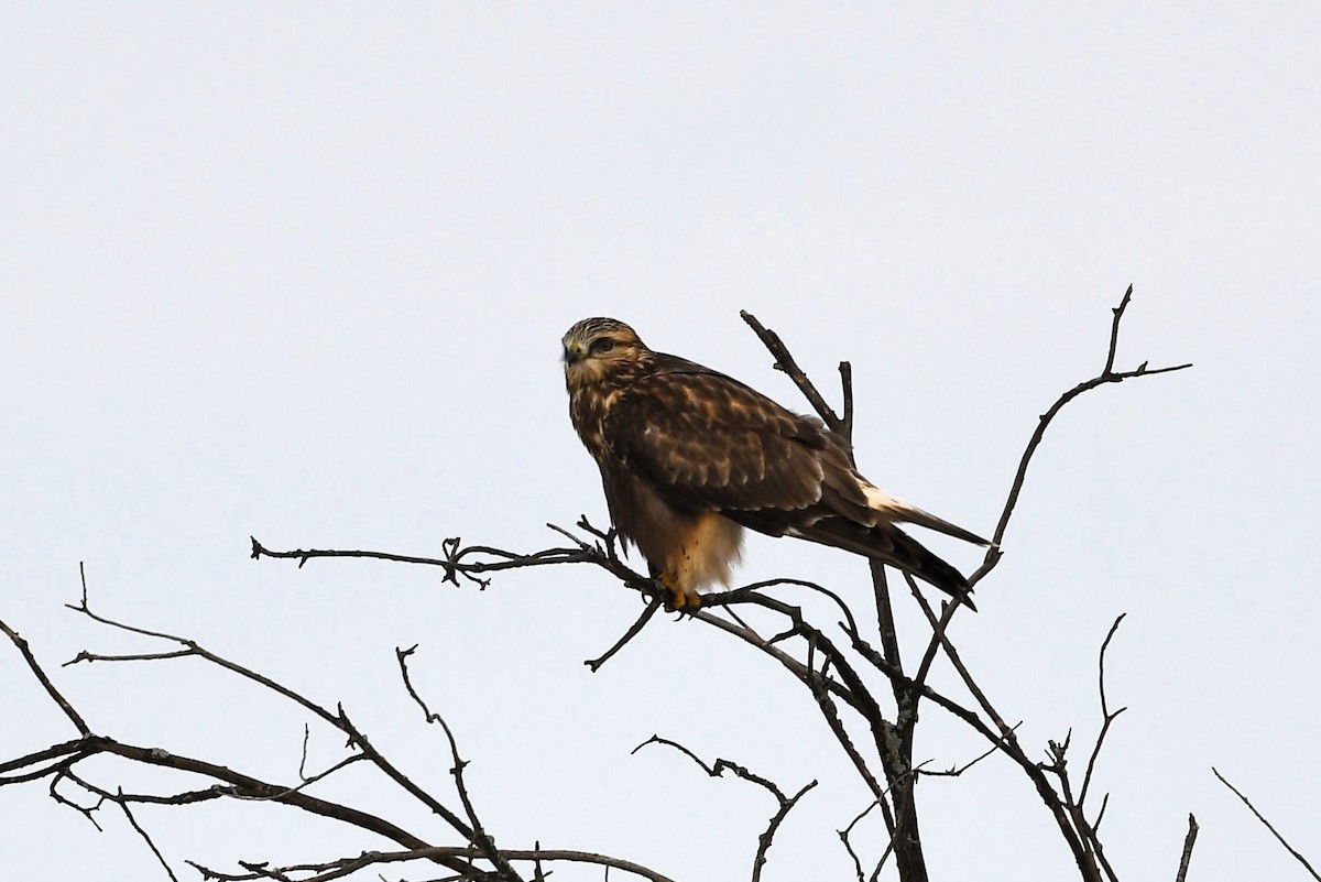Rough-legged Hawk - ML644877896