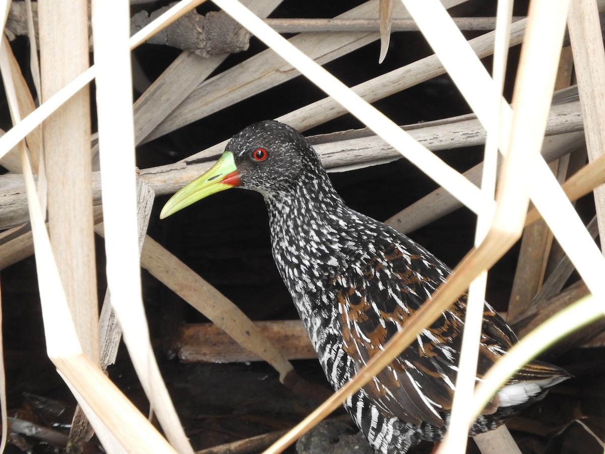 Spotted Rail - ML644877908