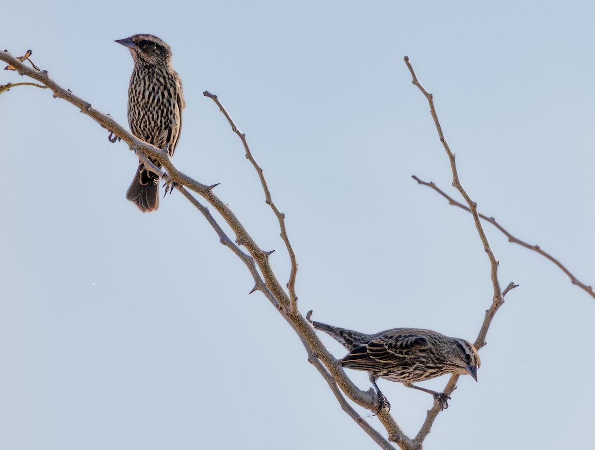 Red-winged Blackbird - ML644877910