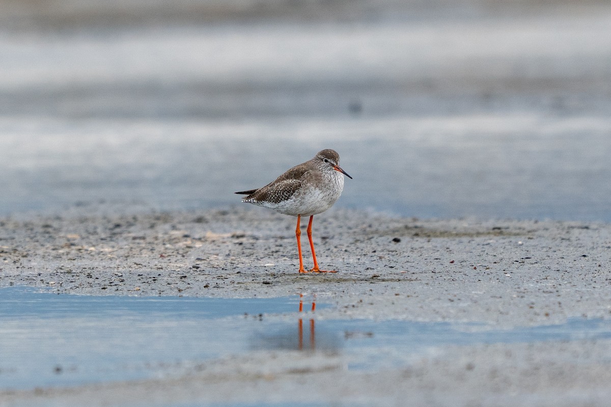 Common Redshank - ML644877911