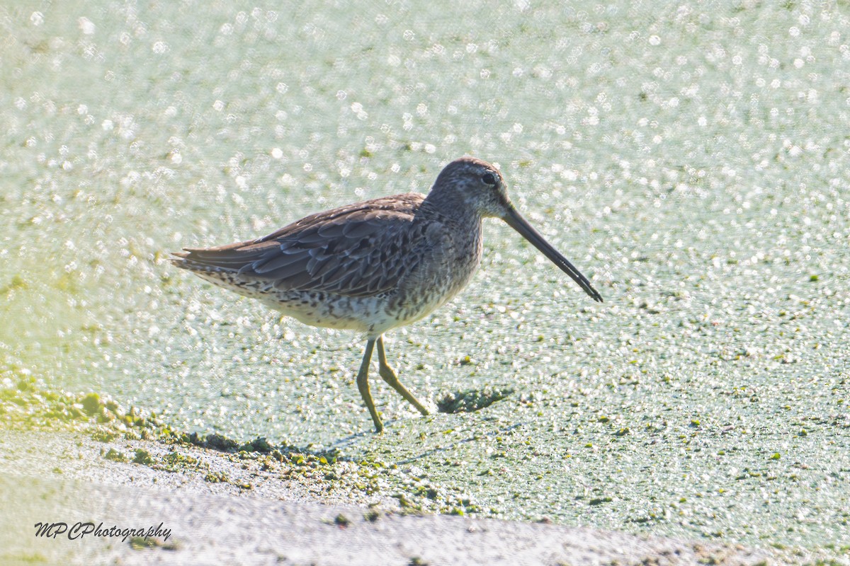 slukovec dlouhozobý - ML644877915