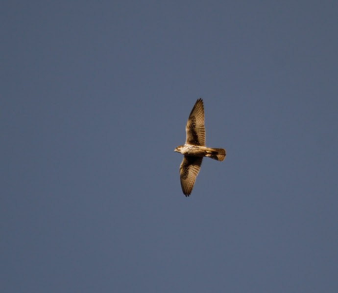 Prairie Falcon - ML644877924