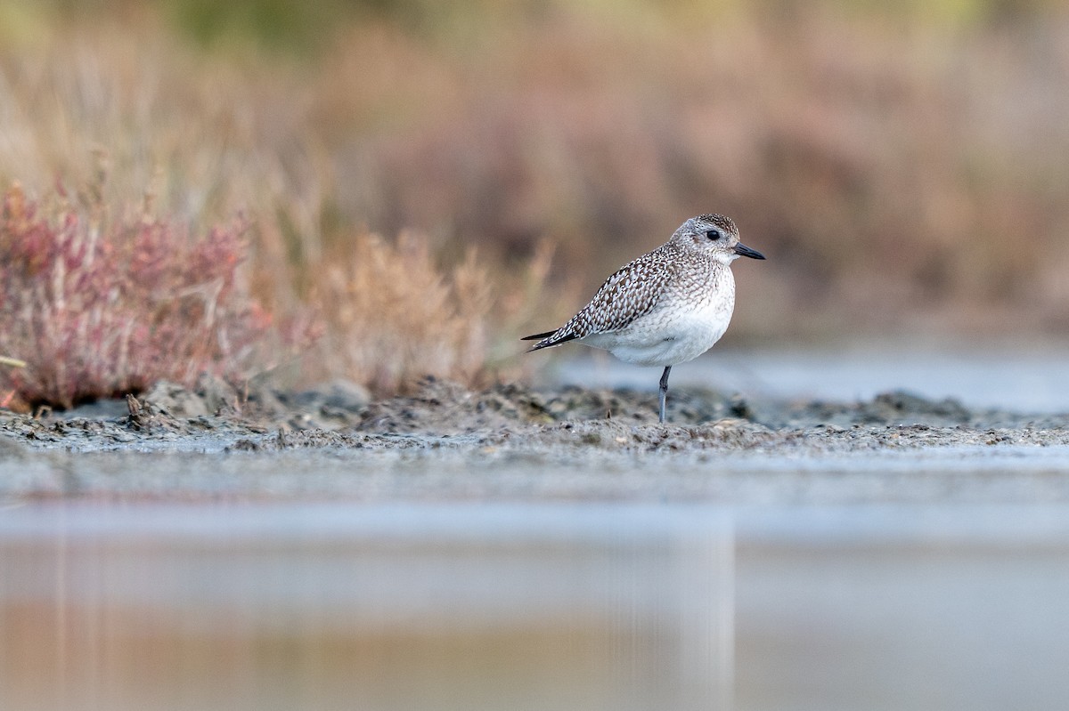 Black-bellied Plover - ML644877936