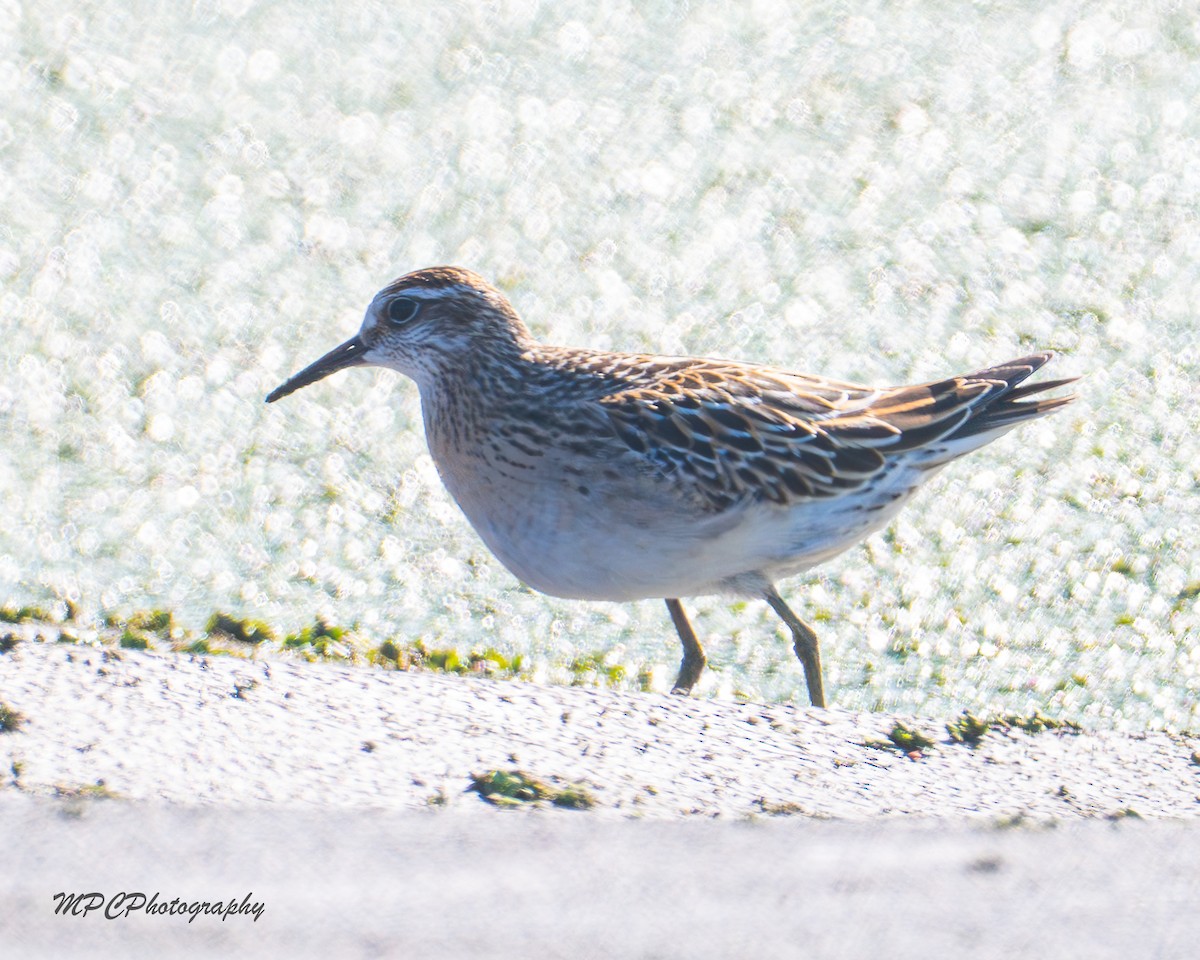 jespák klínoocasý - ML644877944