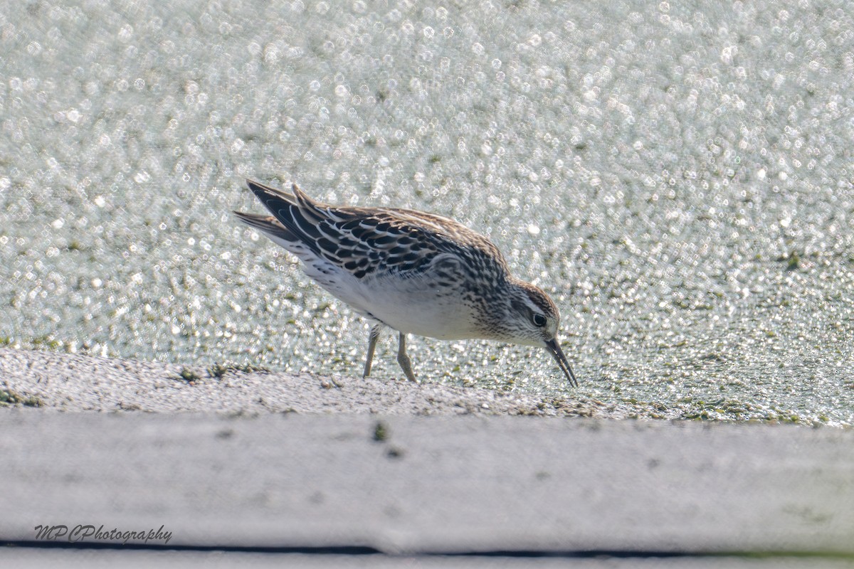 jespák klínoocasý - ML644877945