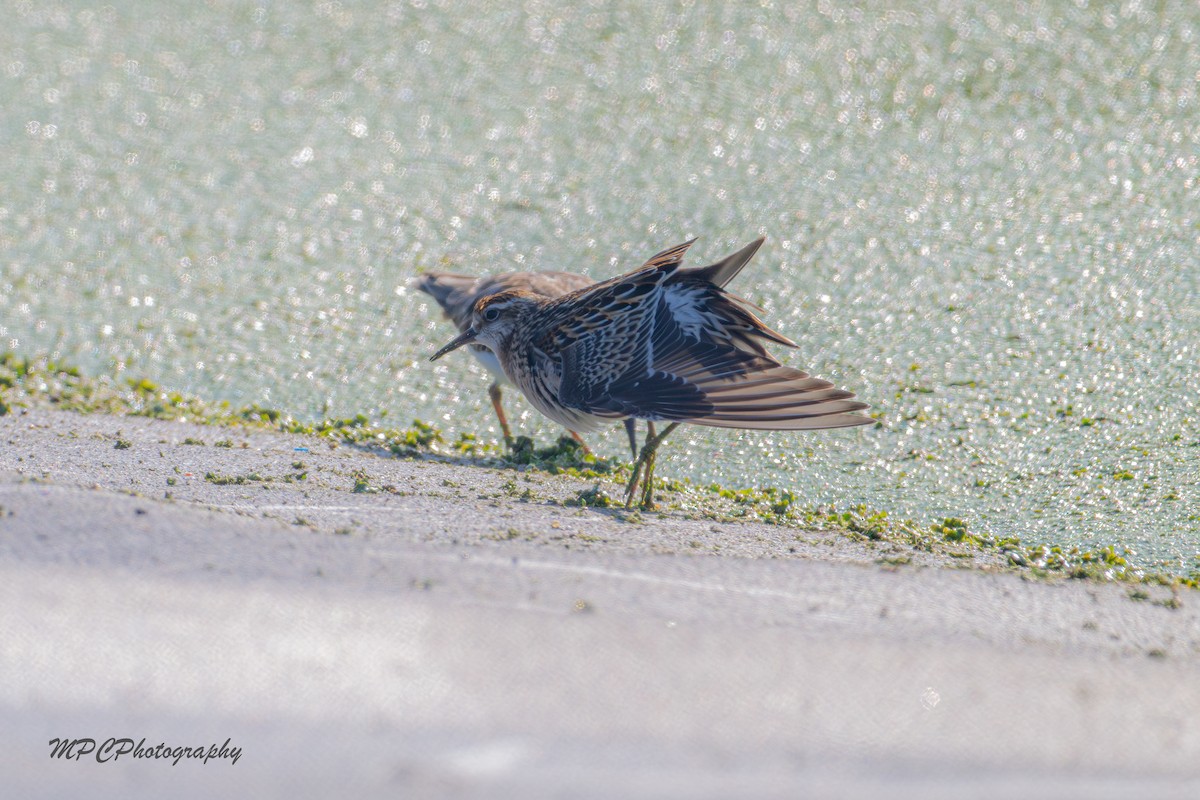 jespák klínoocasý - ML644877946