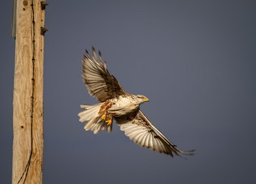 Ferruginous Hawk - ML644877958