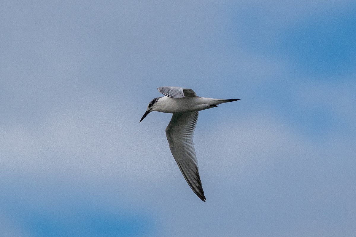Sandwich Tern - ML644877960