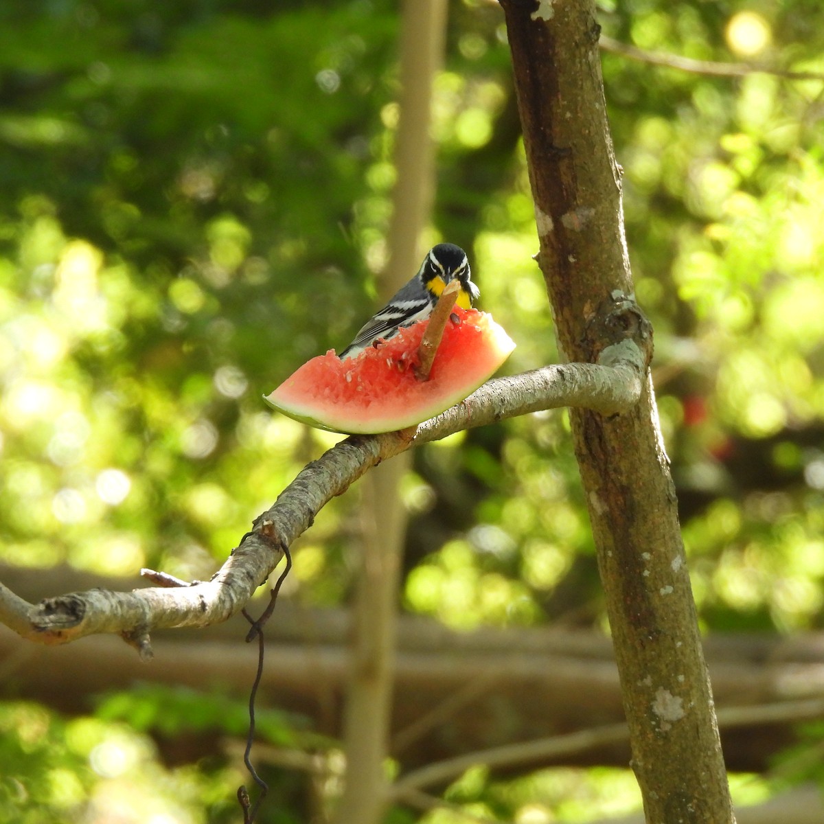 Goldkehl-Waldsänger - ML644877968