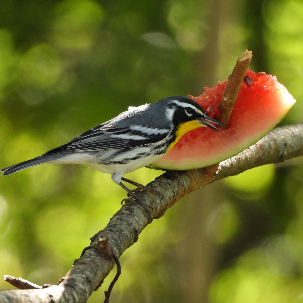Goldkehl-Waldsänger - ML644877970