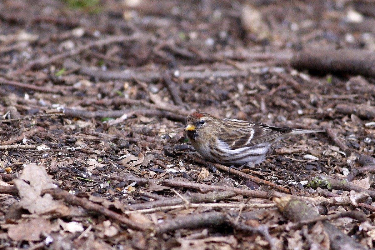 gråsisik (cabaret) (brunsisik) - ML644877975