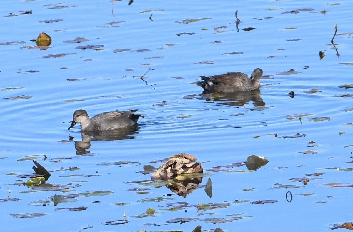 Gadwall - ML644877976