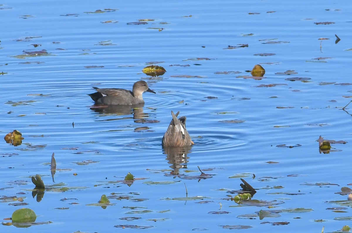 Gadwall - ML644877977