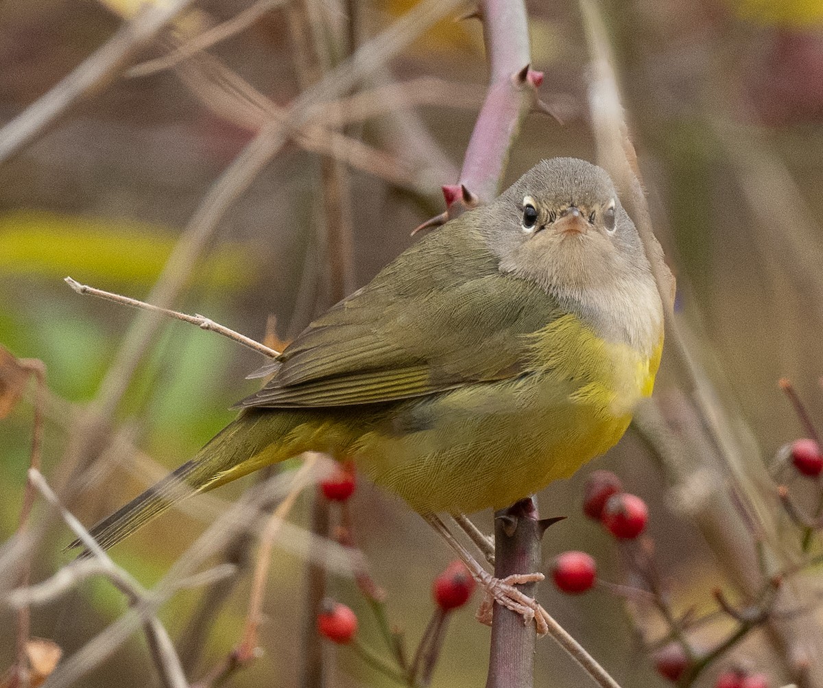 MacGillivray's Warbler - ML644877979