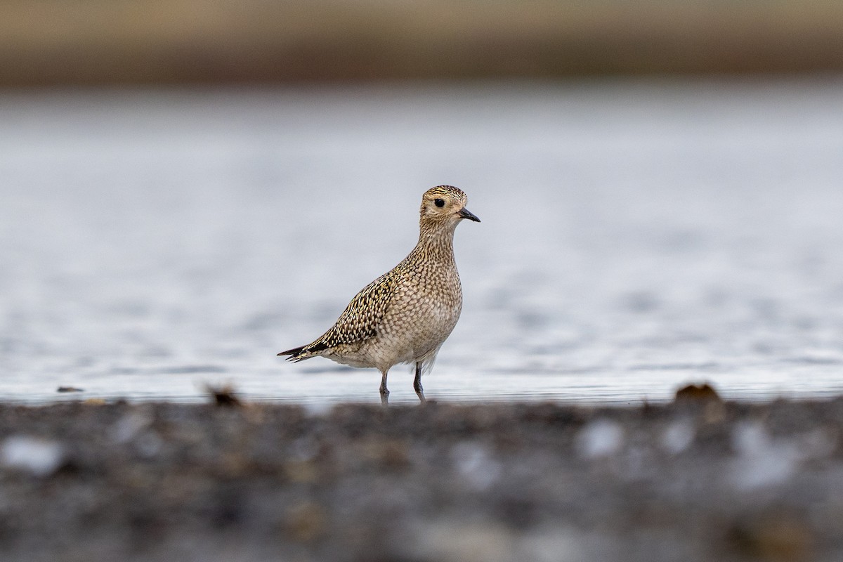Сивка звичайна - ML644877987