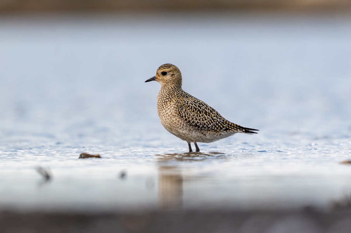 Сивка звичайна - ML644877988