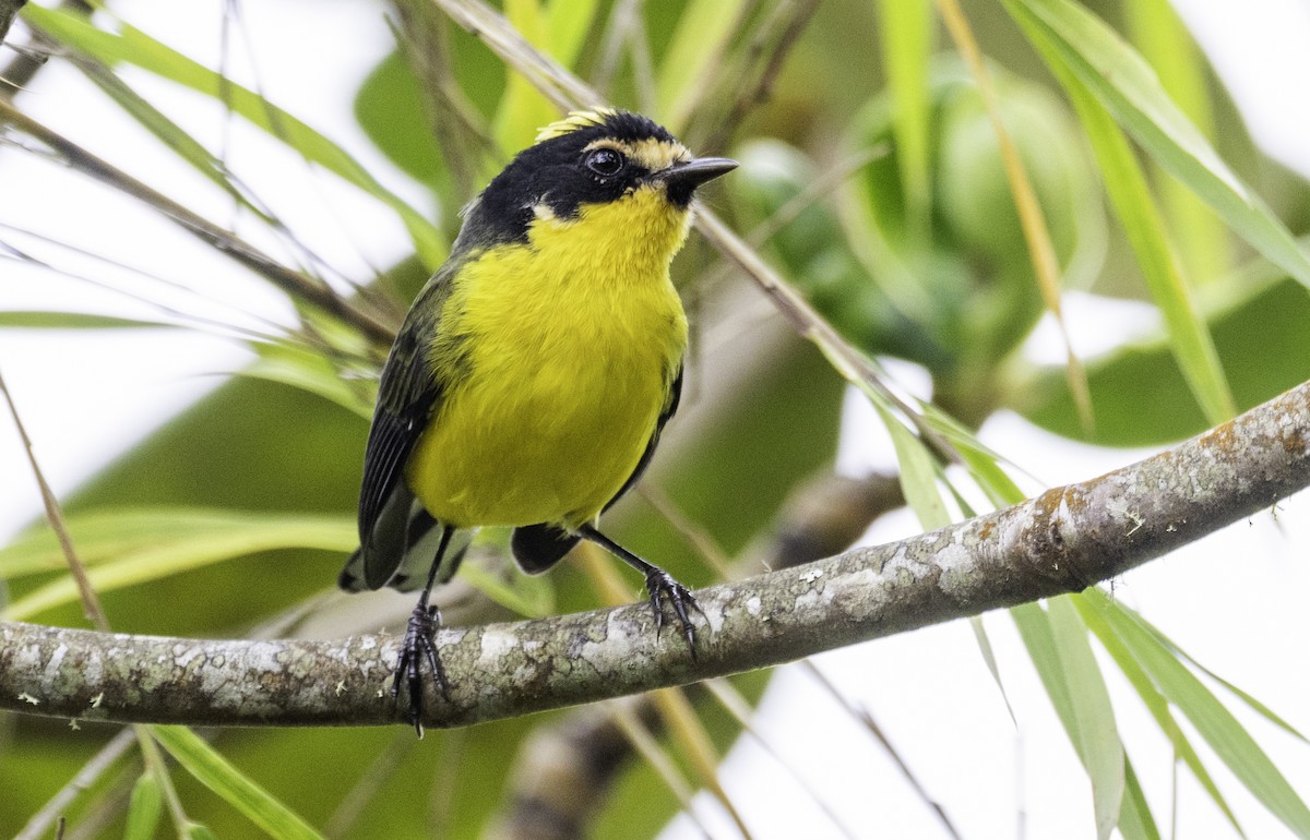 Yellow-crowned Redstart - ML644877998