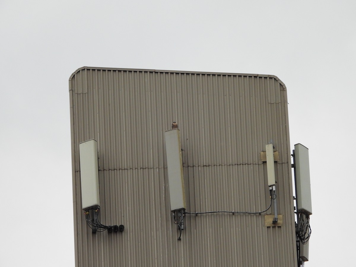 Peregrine Falcon - ML644878003