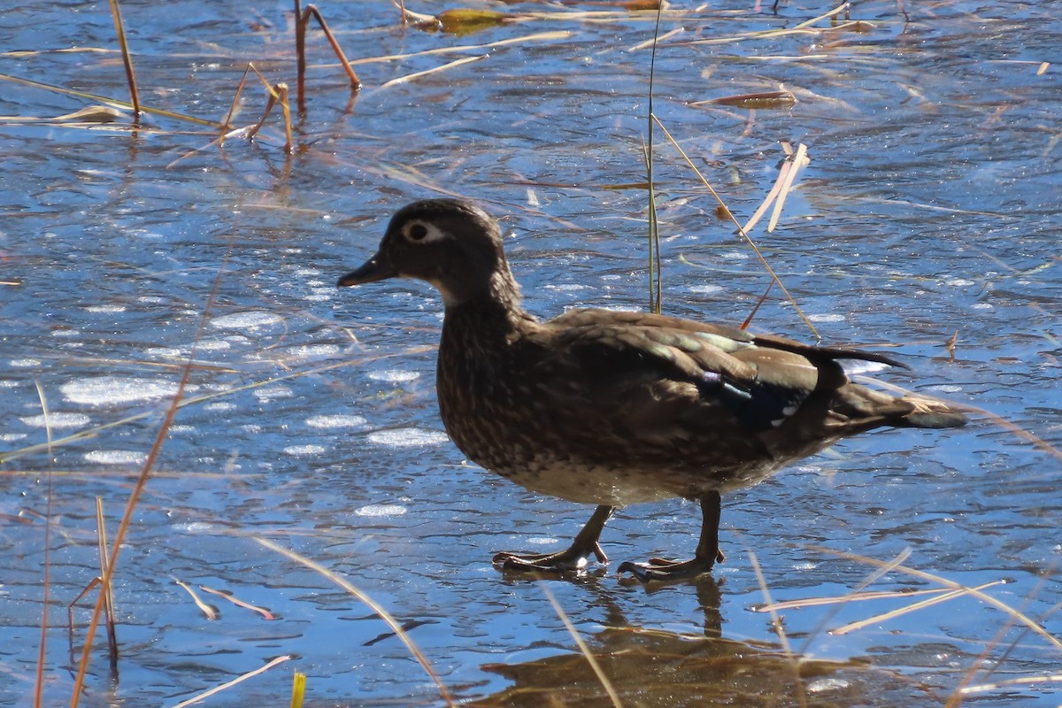 Ahate karolinarra - ML644878004