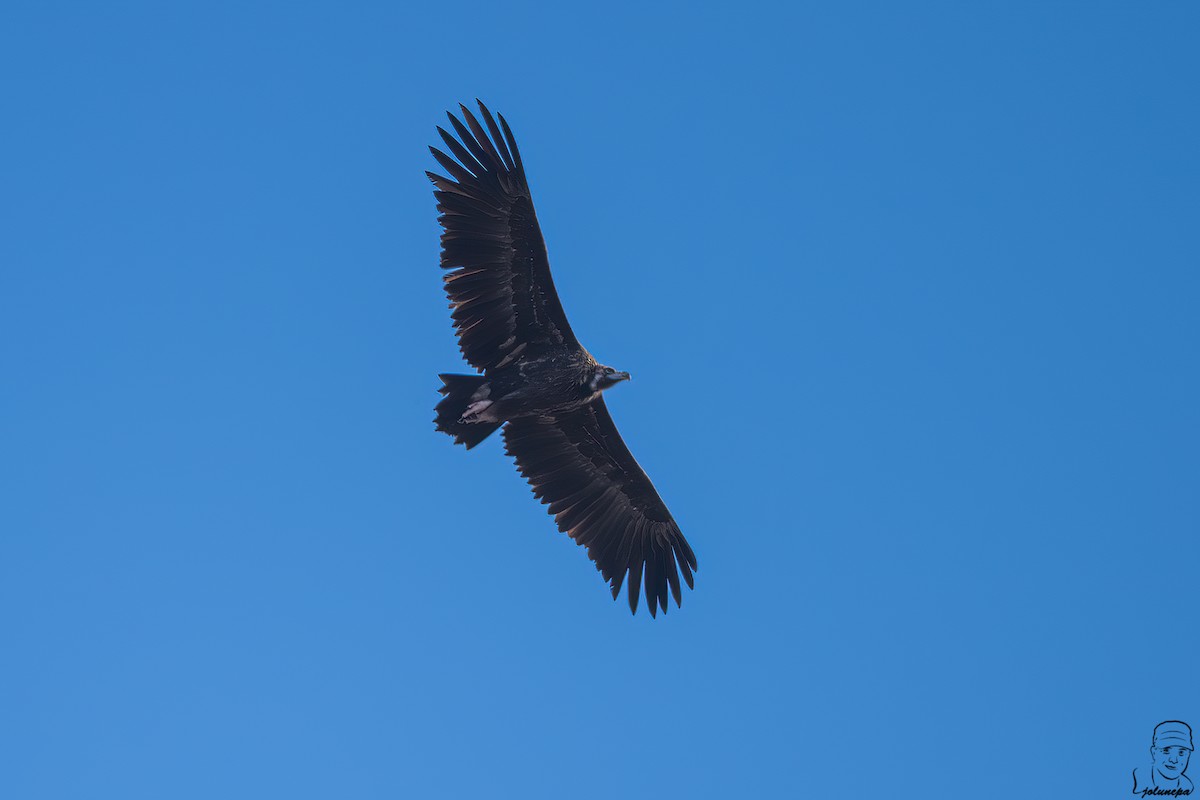 Sai beltza - ML644878006