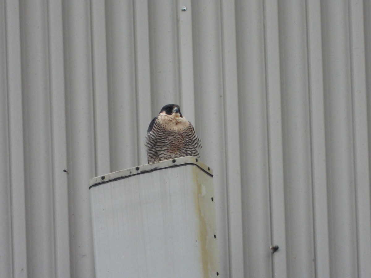 Peregrine Falcon - ML644878009