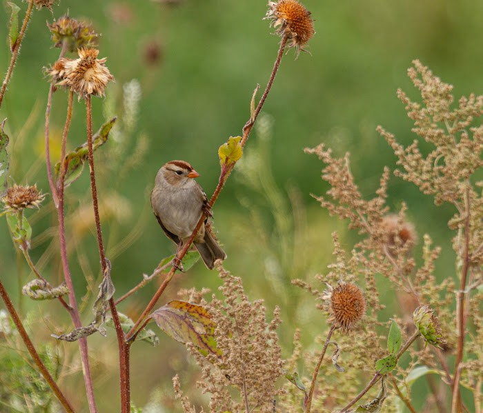 White-crowned Sparrow - ML644878014