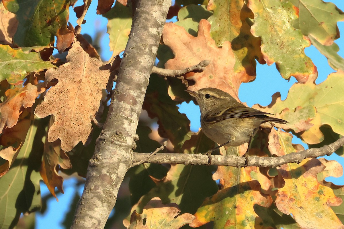 Hume's Warbler - ML644878019