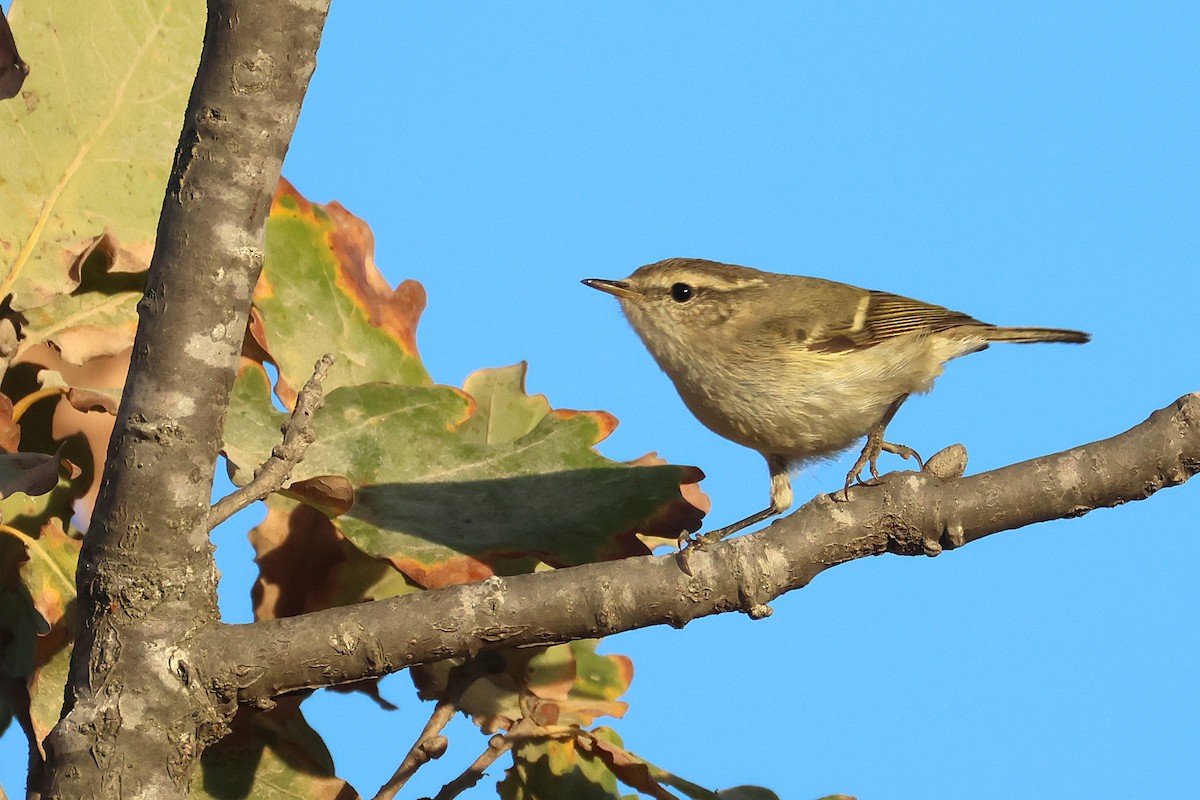 Hume's Warbler - ML644878021