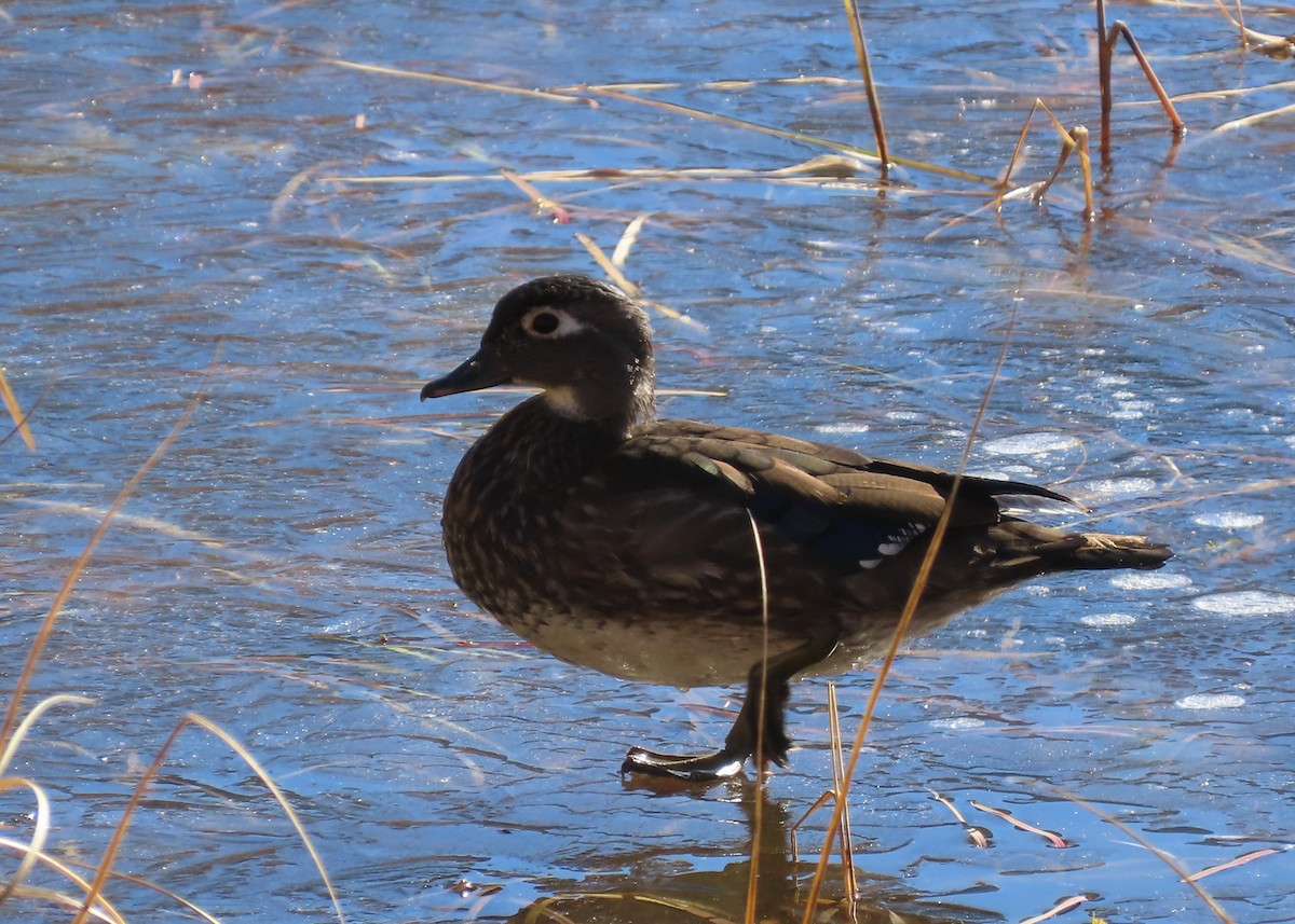 Ahate karolinarra - ML644878022