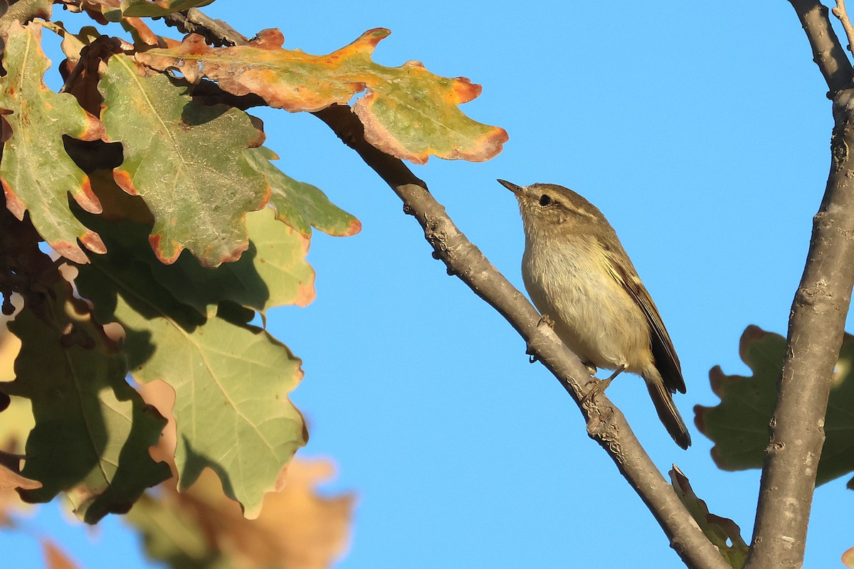 Hume's Warbler - ML644878026