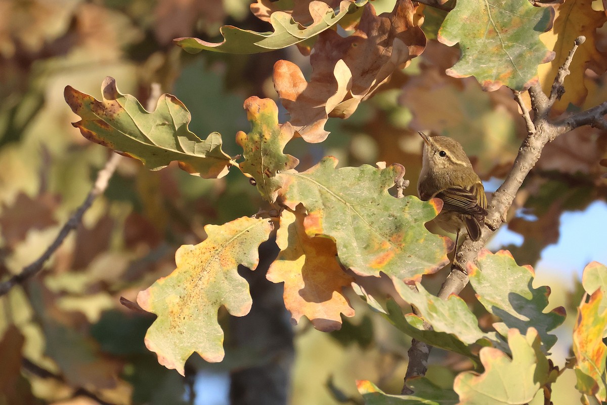 Hume's Warbler - ML644878028