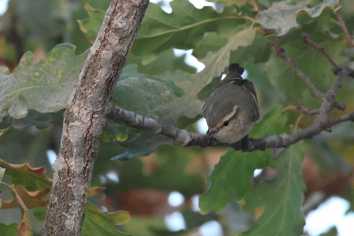 Hume's Warbler - ML644878029