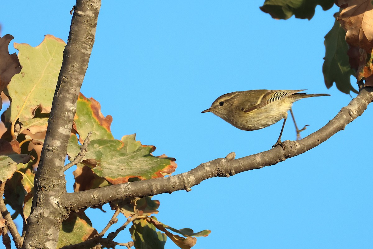 Hume's Warbler - ML644878030