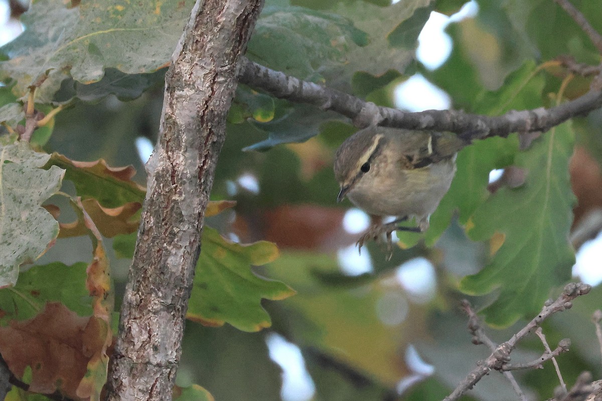 Hume's Warbler - ML644878031