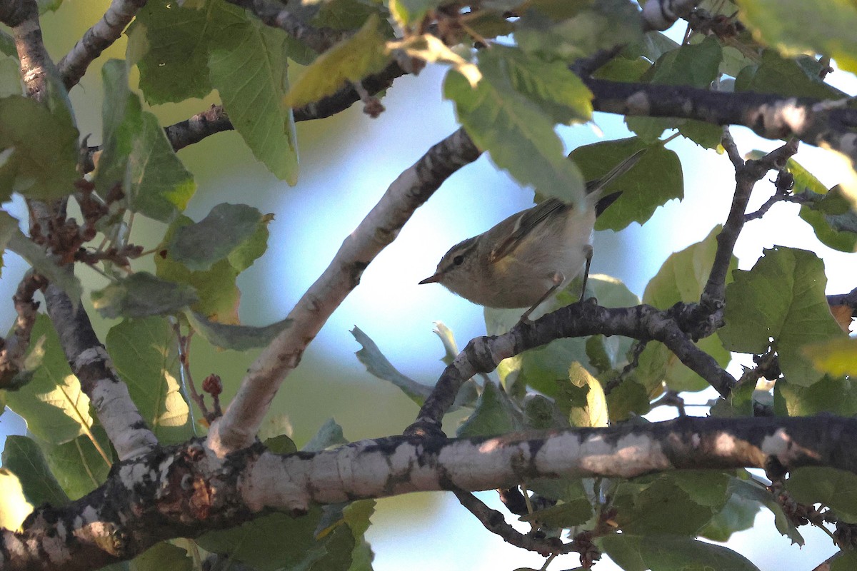 Hume's Warbler - ML644878034