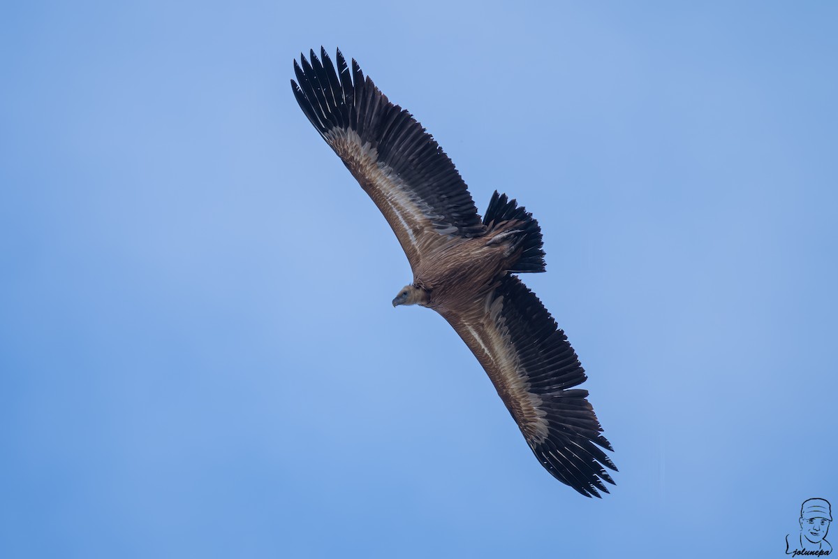 Eurasian Griffon - ML644878036