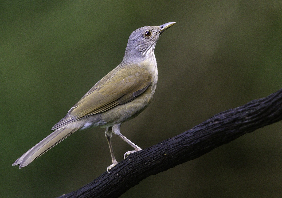 Pale-breasted Thrush - ML644878042