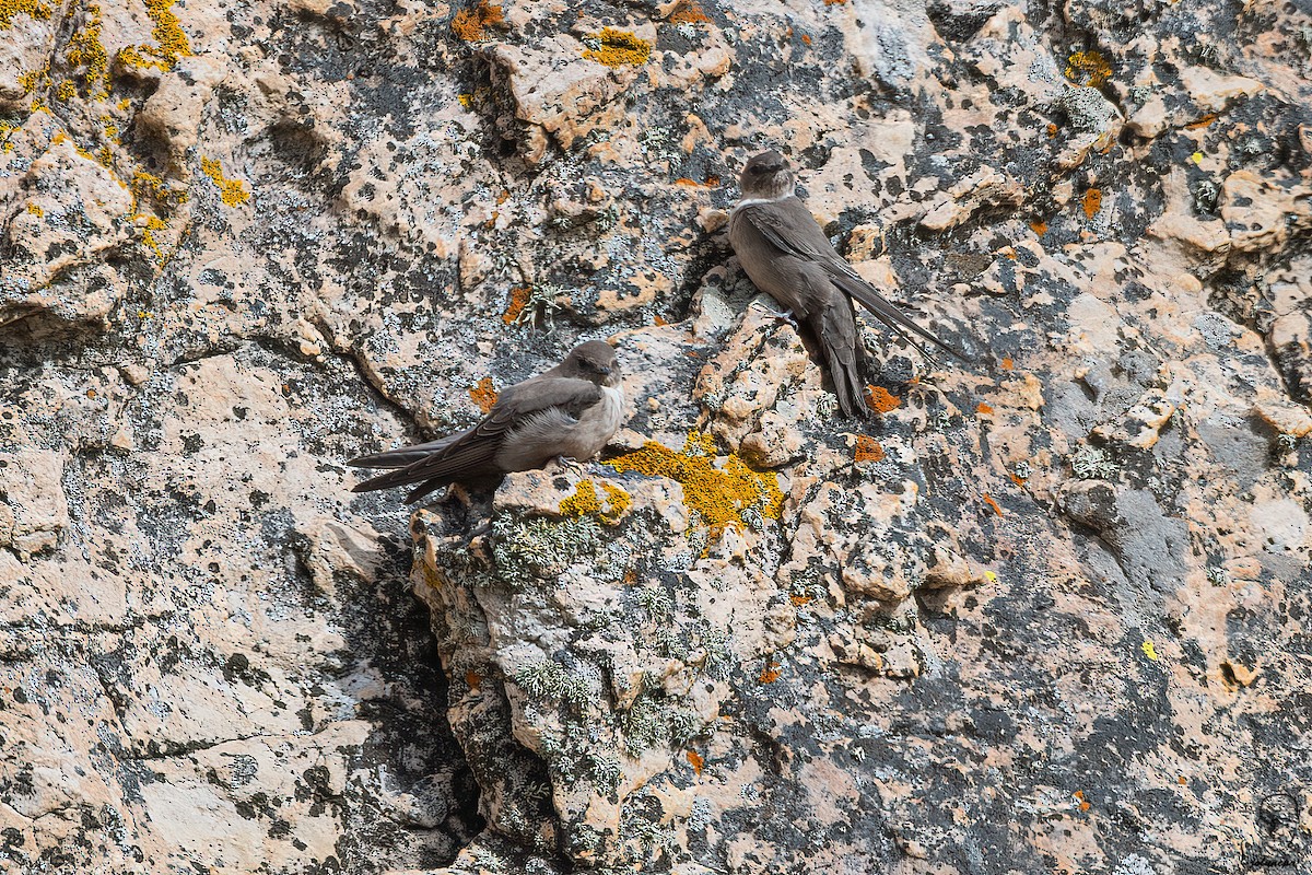 Eurasian Crag-Martin - ML644878051