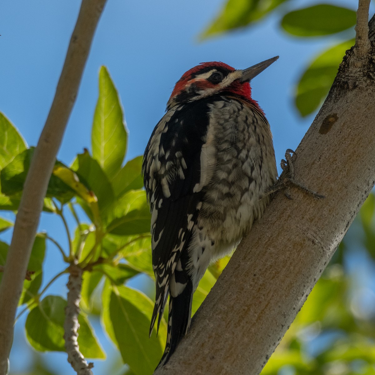 Red-naped x Red-breasted Sapsucker (hybrid) - ML644878062