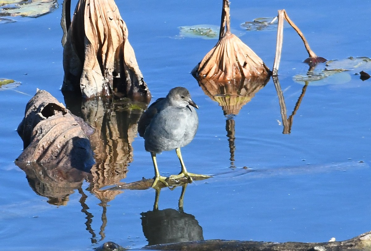 Common Gallinule - ML644878063