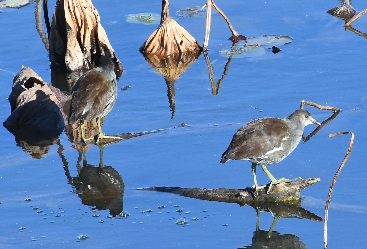 Common Gallinule - ML644878064
