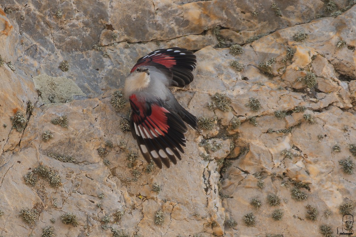 Wallcreeper - ML644878067