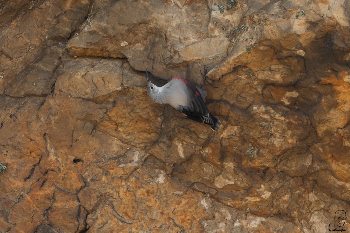 Wallcreeper - ML644878068